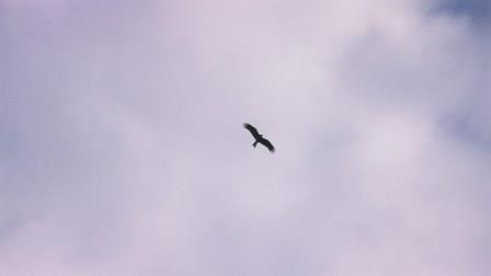 そして空を飛ぶ鳥。