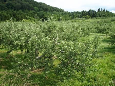 剥き出しの林檎が分かるだろうか……